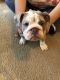English Bulldog Puppies for sale in Midland, TX, USA. price: NA