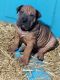 English Bulldog Puppies for sale in Poplar Bluff, MO 63901, USA. price: $600