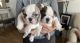 English Bulldog Puppies for sale in Hayward, CA, USA. price: NA