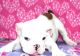 English Bulldog Puppies for sale in Cortland, OH 44410, USA. price: NA