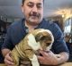 English Bulldog Puppies for sale in Fort Lauderdale, FL, USA. price: $700