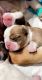English Bulldog Puppies for sale in Bellevue, WA 98004, USA. price: $4,000