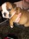 English Bulldog Puppies for sale in Long Point, IL 61333, USA. price: NA