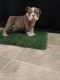 English Bulldog Puppies for sale in Wasco, CA 93280, USA. price: NA