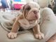 English Bulldog Puppies for sale in Ontarioville, IL 60103, USA. price: NA