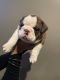 English Bulldog Puppies for sale in Redlands, CA, USA. price: NA