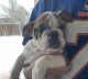 English Bulldog Puppies for sale in Fort Collins, CO, USA. price: NA