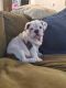English Bulldog Puppies for sale in Roseville, CA 95747, USA. price: $3,500