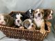 English Bulldog Puppies for sale in 440 W 114th St, New York, NY 10025, USA. price: $500