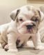 English Bulldog Puppies for sale in 19701 N Tamiami Trail, North Fort Myers, FL 33903, USA. price: $1,100