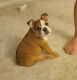 English Bulldog Puppies for sale in Prospect Heights, IL 60070, USA. price: NA