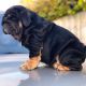 English Bulldog Puppies for sale in Denver, CO, USA. price: $500
