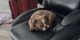 English Bulldog Puppies for sale in Aurora, IL, USA. price: NA