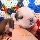 English Bulldog Puppies for sale in Waco, TX 76707, USA. price: NA