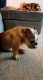 English Bulldog Puppies for sale in Sandy Springs, GA, USA. price: NA