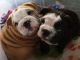 English Bulldog Puppies for sale in Oakland, CA, USA. price: $2,500
