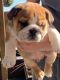 English Bulldog Puppies for sale in Stockbridge, GA, USA. price: NA