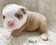 English Bulldog Puppies for sale in Wichita, KS, USA. price: NA