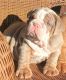 English Bulldog Puppies for sale in Santa Clara, CA, USA. price: NA