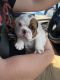 English Bulldog Puppies for sale in Reidsville, NC 27320, USA. price: NA