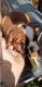 English Bulldog Puppies for sale in California City, CA, USA. price: NA
