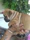 English Bulldog Puppies for sale in Four Oaks, NC 27524, USA. price: $800
