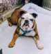 English Bulldog Puppies for sale in Apple Valley, CA 92307, USA. price: NA