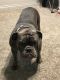 English Bulldog Puppies for sale in 888 S Craycroft Rd, Tucson, AZ 85711, USA. price: NA
