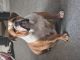 English Bulldog Puppies for sale in Mauldin, SC, USA. price: NA