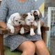 English Bulldog Puppies for sale in Denver, Irvine, CA 92604, USA. price: NA