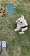 English Bulldog Puppies for sale in Azle, TX 76020, USA. price: $3,000