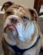 English Bulldog Puppies for sale in Bethesda, MD, USA. price: $2,500
