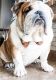 English Bulldog Puppies for sale in Waterloo, IA, USA. price: NA