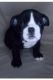 English Bulldog Puppies for sale in Tomball, TX 77375, USA. price: NA