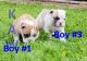 English Bulldog Puppies for sale in Choctaw, OK 73020, USA. price: NA