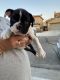 English Bulldog Puppies for sale in 1946 W 81st St, Los Angeles, CA 90047, USA. price: NA