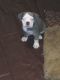 English Bulldog Puppies for sale in Chuluota, FL 32766, USA. price: NA