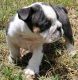 English Bulldog Puppies for sale in Fort Myers, FL, USA. price: NA