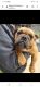 English Bulldog Puppies for sale in Clarks Summit, PA 18411, USA. price: $350