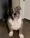 English Bulldog Puppies for sale in Baker, CA, USA. price: NA