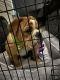 English Bulldog Puppies for sale in 10837 Katy Fwy, Houston, TX 77079, USA. price: NA