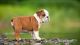 English Bulldog Puppies for sale in California City, CA, USA. price: NA