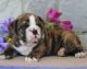 English Bulldog Puppies for sale in Cambridge, MA, USA. price: $850