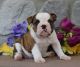 English Bulldog Puppies for sale in Anchorage, AK, USA. price: NA