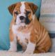 English Bulldog Puppies for sale in Little Rock, AR, USA. price: $850