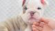 English Bulldog Puppies for sale in Denver, CO, USA. price: $850