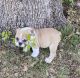 English Bulldog Puppies for sale in Hartford, CT, USA. price: $850