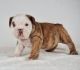 English Bulldog Puppies for sale in Hartford, CT, USA. price: $850