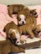 English Bulldog Puppies for sale in Dover, DE, USA. price: $850