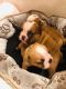 English Bulldog Puppies for sale in Pensacola, FL, USA. price: NA